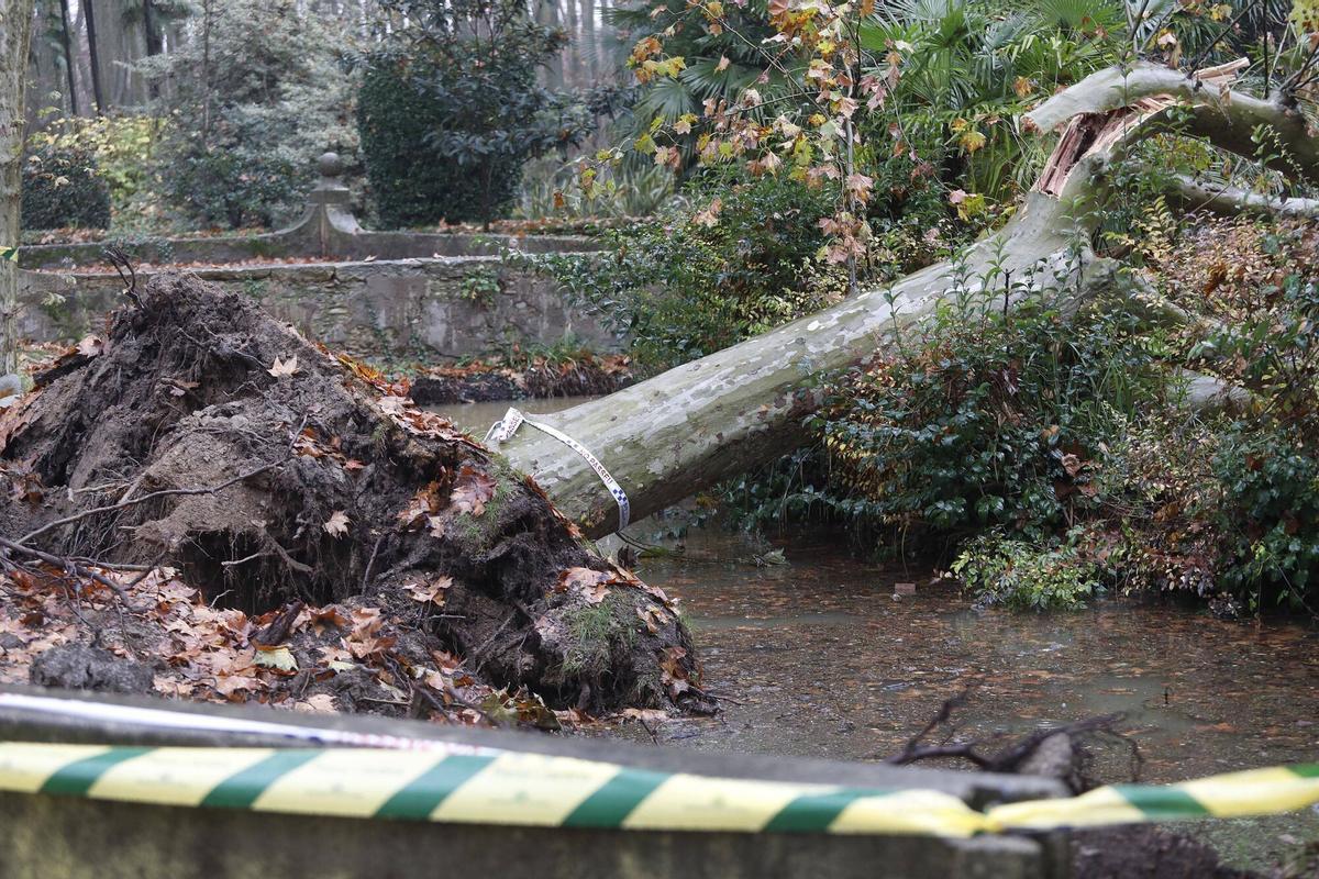 Girona. Devesa. Cau un arbre al cosat del que va caure al mes de novembre a La Rosaleda.
