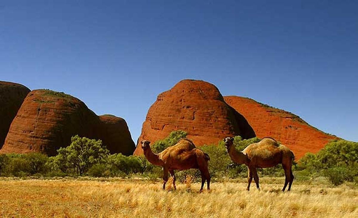 Dos camells domesticats se situen davant del grup monolític conegut com a The Olgas, a uns 380 km al sud-oest del poble australià d’Alice Springs.