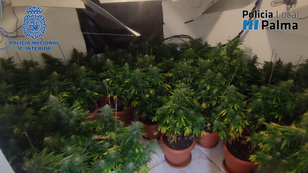 VÍDEO | La Policía desmantela una plantación de marihuana en la zona de Pere Garau, en Palma
