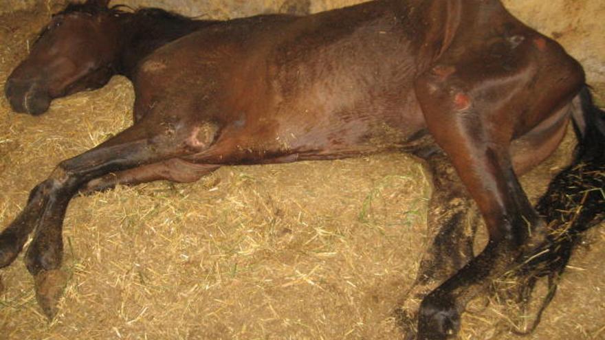 Nativo XXIX, o «Torero» como lo llaman en Alboraia, en la cuadra donde se encuentra.