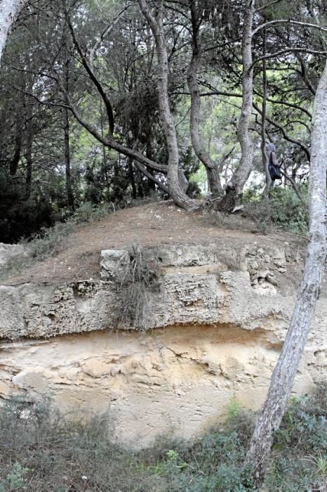 In Es Carnatge, dem letzten unverbauten Küstenabschnitt Palmas, aasten einst die Geier. Nun soll hier ein Park entstehen.