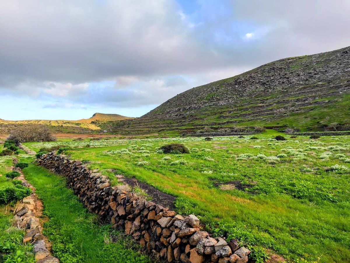 Los campos del norte de Lanzarote se tiñen de verde por las lluvias del invierno