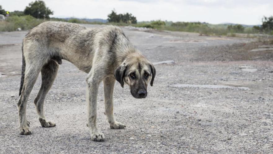 Un gos abandonat.