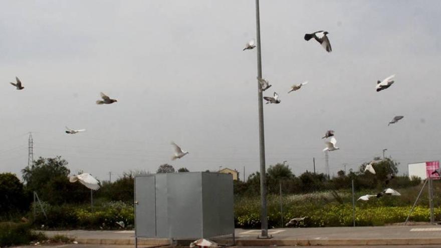 Burriana disminuye un 20% la población urbana de palomas