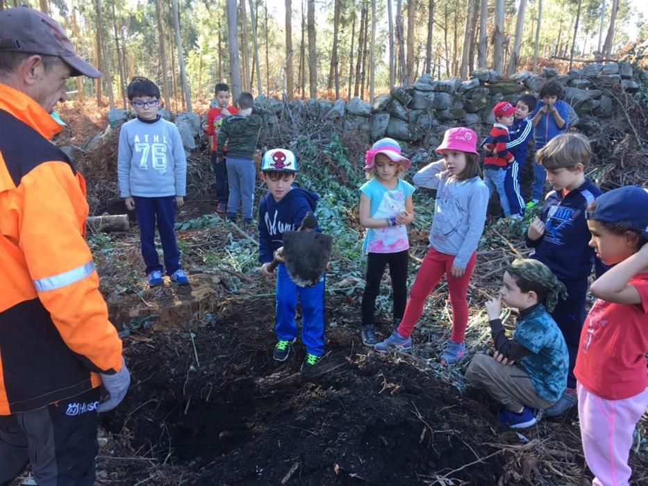 100 árboles para dar vida al monte de Meira