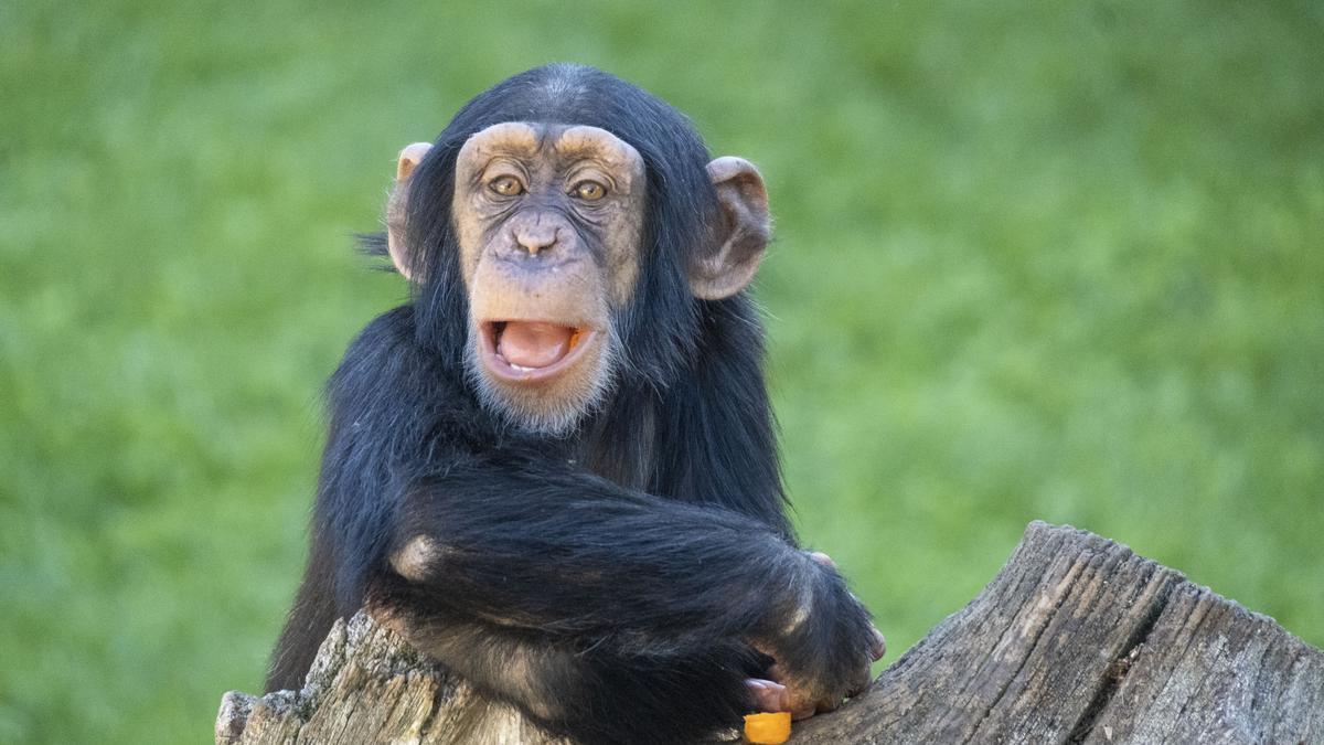 Los ‘pequeños’ de las familias de animales son el centro de atención de los visitantes de BIOPARC València