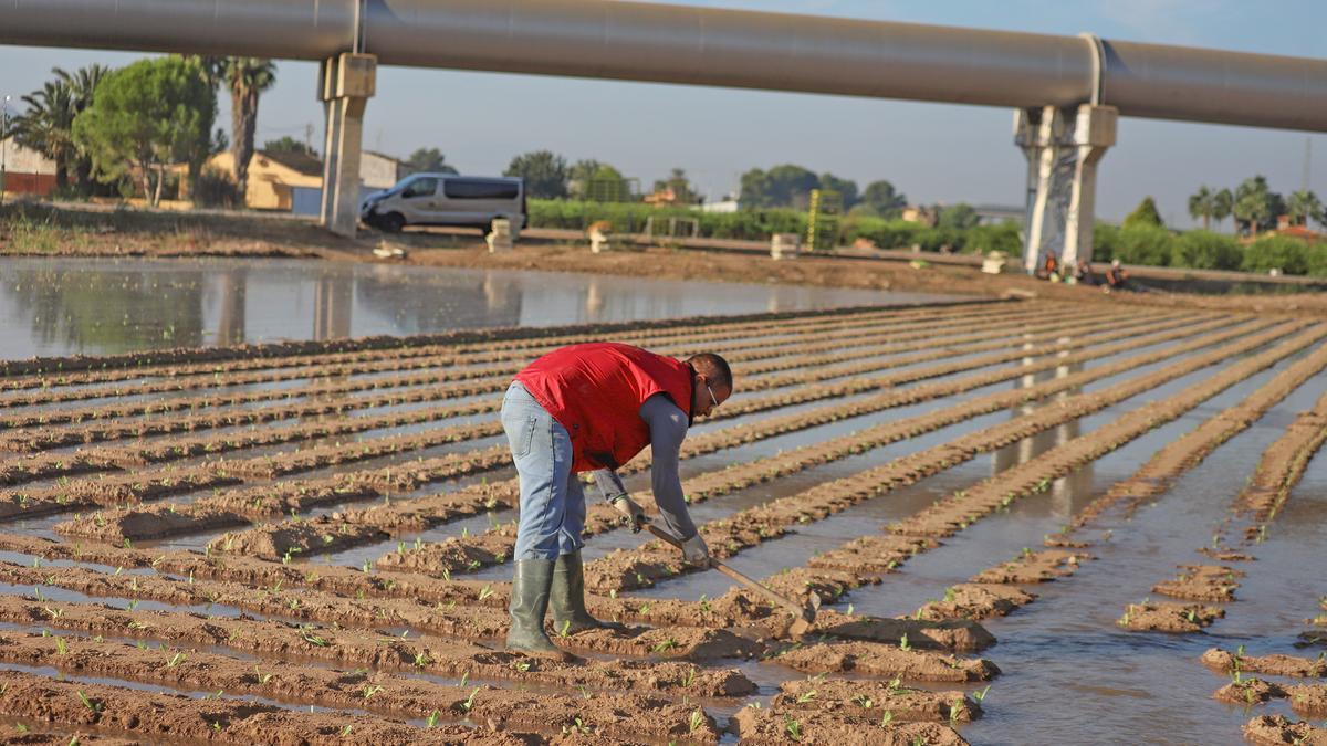 Un agricultor distribuye agua del trasvase por su explotación de la Vega Baja