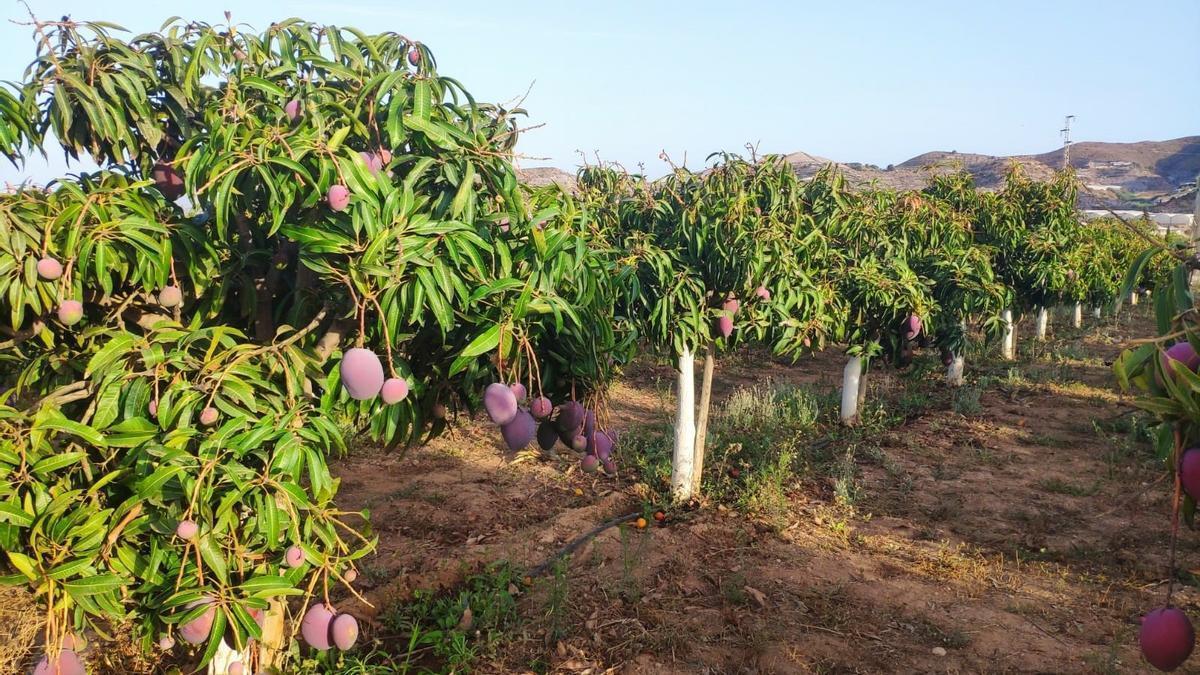Cultivo de mango, en una imagen de archivo.