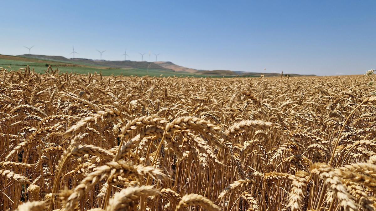 Las cooperativas no solo garantizan alimentos de calidad, sino que son clave para mantener vivas las zonas rurales.