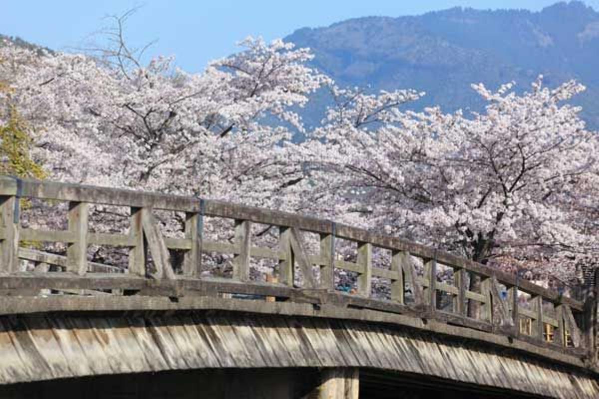 Puente de Nakanojima con los cerezos en flor a su alrededor.