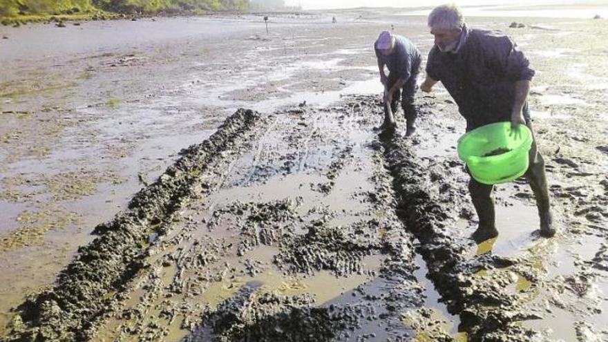 Dos cultivadores trabajando, el año pasado, en el proceso de repoblación de almeja de la ría del Eo.