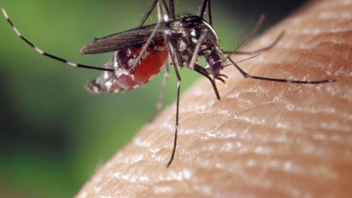 Una infección provocada por un mosquito causa 18 hospitalizaciones en Sevilla