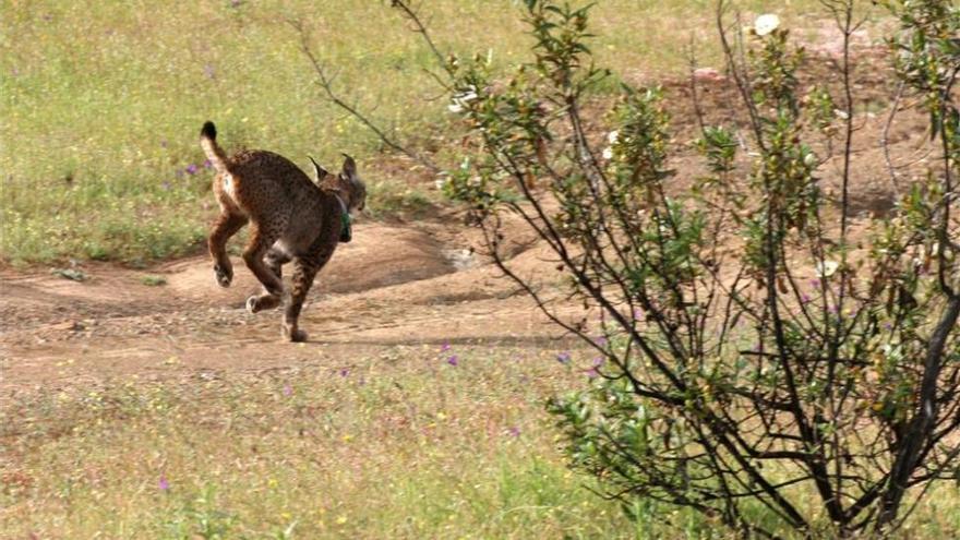 Escolares bautizan con el nombre de Niebla a una hembra de lince ibérico que se liberará