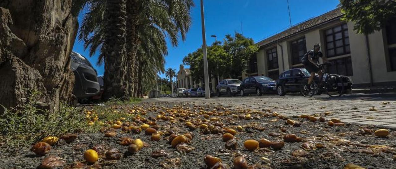 Dátiles de la palmera, esparcidos por en suelo, frente al colegio Candalix. | ANTONIO AMORÓS