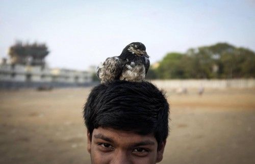 A boy rests his pet pigeon on his head as he plays with it in a slum in Mumbai