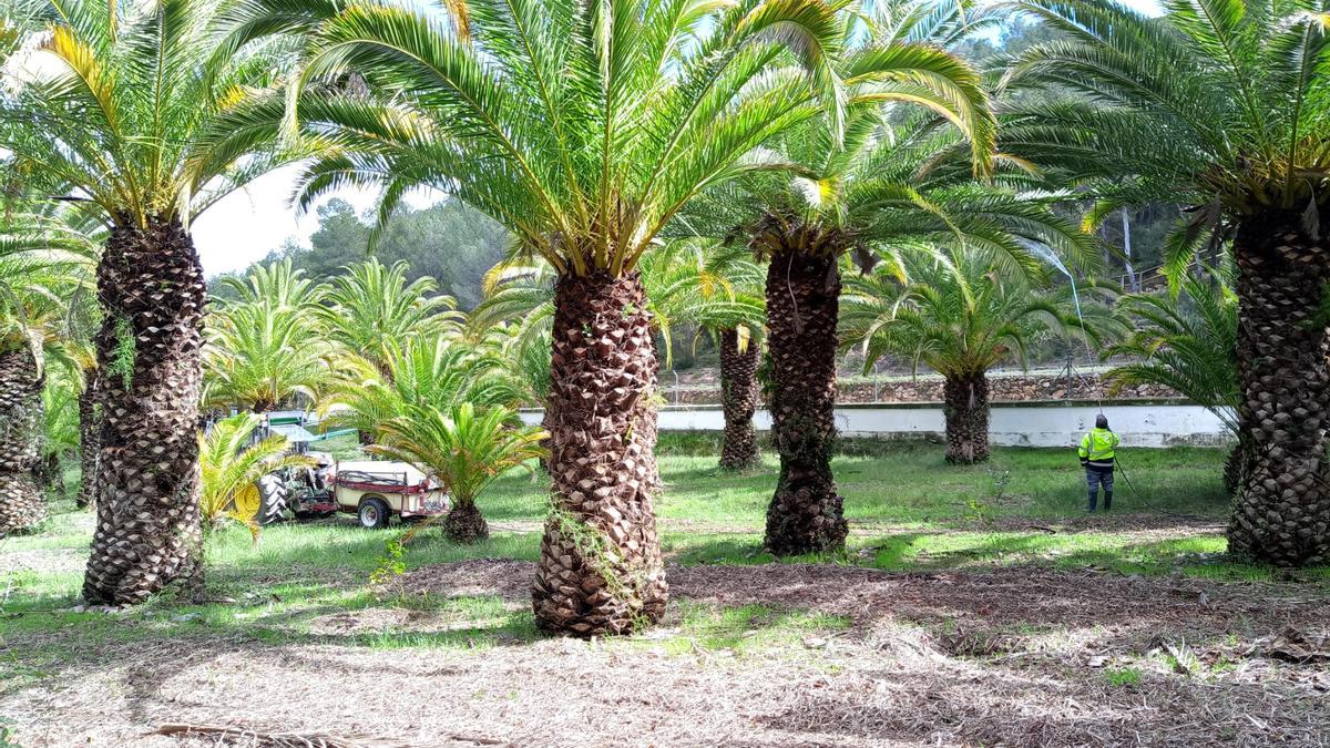 Foto del tratamiento en las palmeras de La Esperanza.