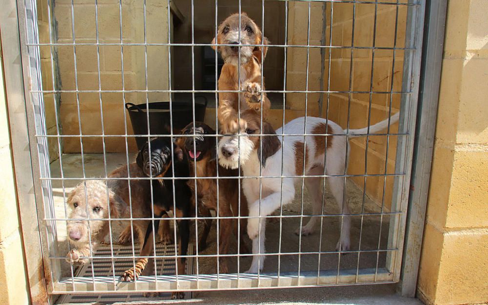 Visita a la Protectora de Animales y Plantas de Málaga