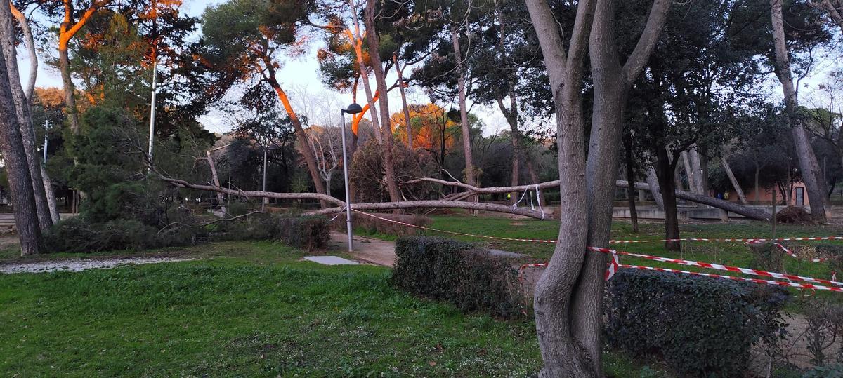 EN IMATGES | Retiren els arbres caiguts al Parc Bosc de Figueres per la llevantada