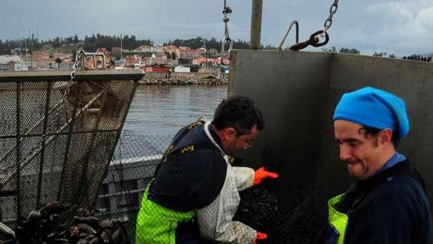 Descarga de mejillón en el muelle de A Illa, la semana pasada. // Abella