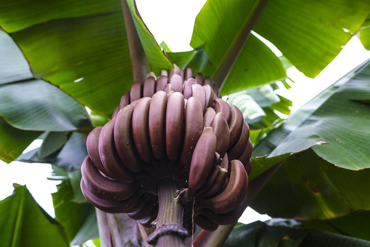 Nuevo Centro de Interpretación del Plátano, en Arucas