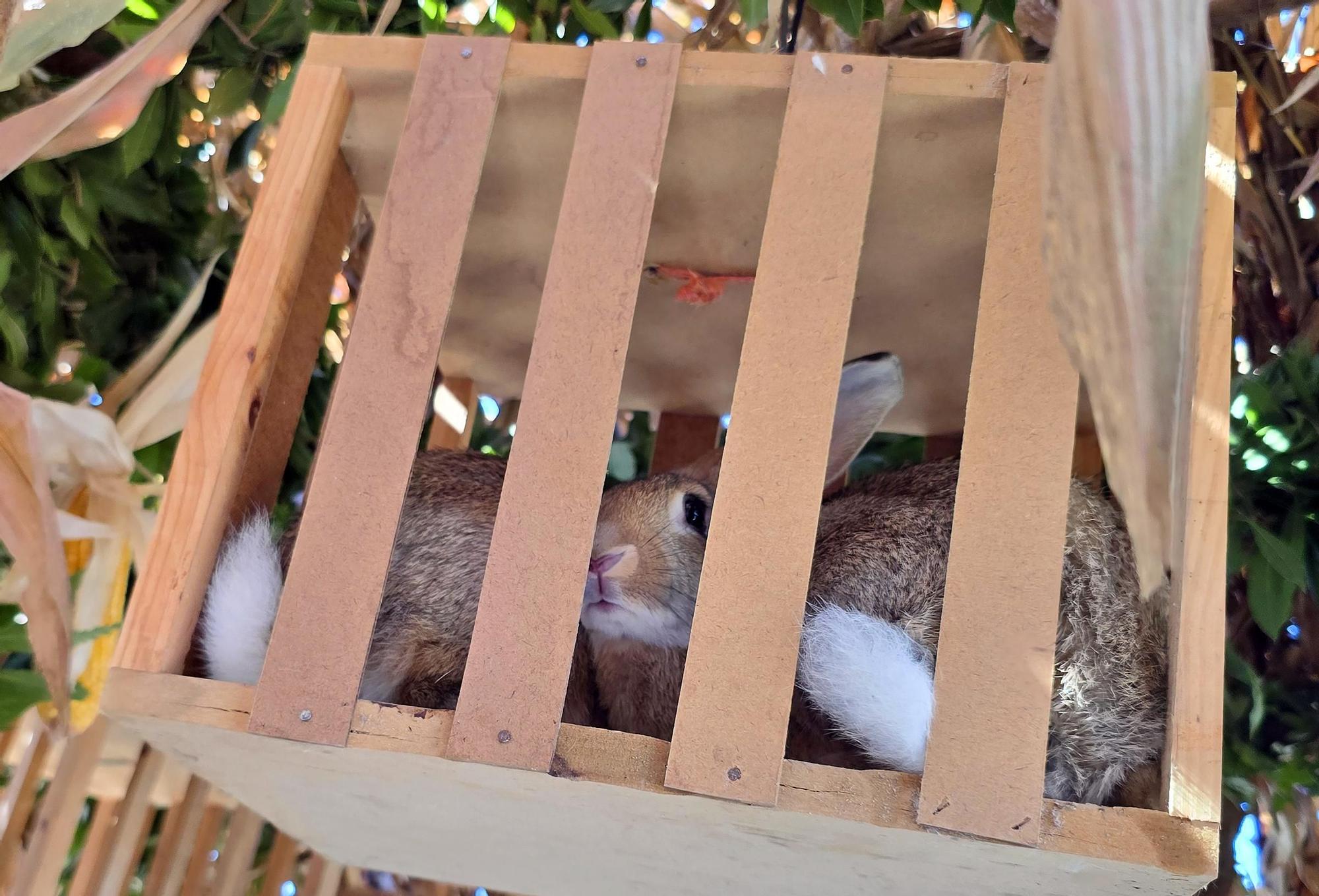 Tradicional procesión en San Miguel de Peitieiros