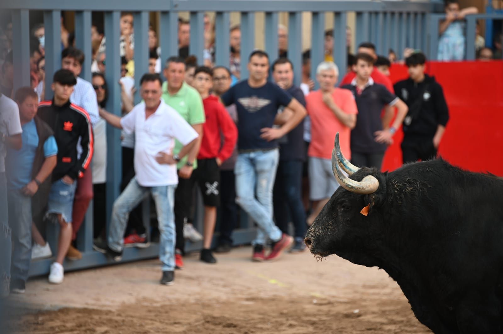 Bou per la vila en les Festes de San Pasqual de Vila-real