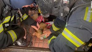 Los bomberos atienden al perro rescatado del incendio.