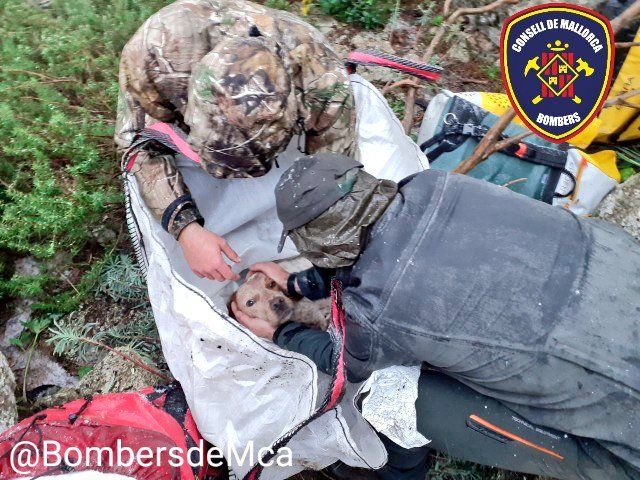 Los bomberos rescatan a un perro caído en una sima en Escorca