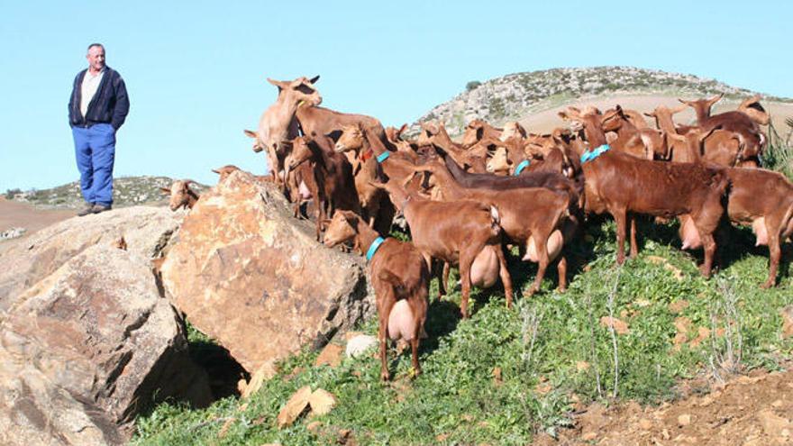 Un cabrero de la comarca de Antequera, junto a su ganado.