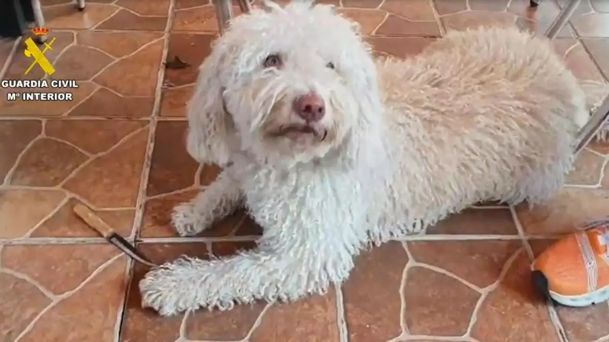 Crimen de Mateo: Un perro de la Guardia Civil marca positivo en uno de los cuchillos encontrados en Mocejón