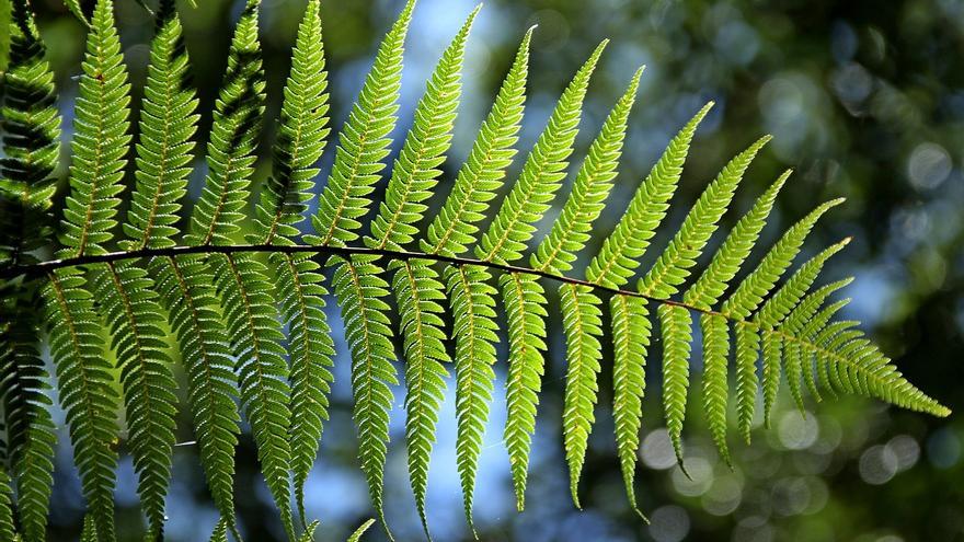 Aquestes són les plantes d&#039;interior per aconseguir una casa més fresca a l&#039;estiu