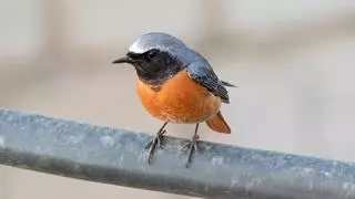Si ves un pequeño pájaro con la cola roja cerca de casa este otoño, probablemente sea un colirrojo: esto significa su presencia