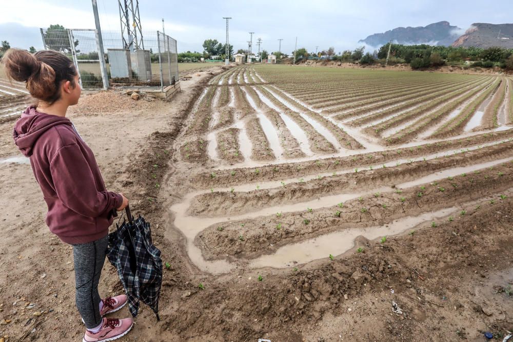 Las lluvias han dejado entre 15 y 30 litros por metro cuadrado en la Vega Baja