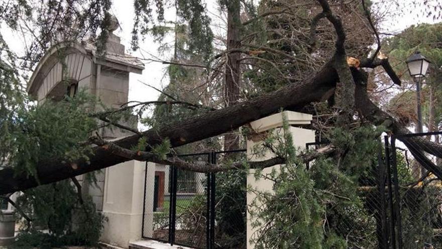 Muere un niño de 4 años por la caída de un árbol en el parque de El Retiro