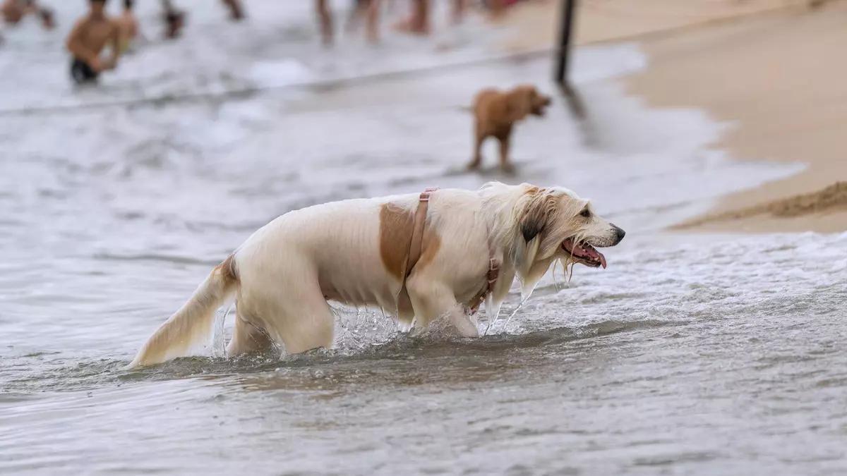 BARCELONA 11/07/2025 Sociedad. perros soportando la ola de calor en el área para animales caninos de la playa de Llevant con sus dueños.
