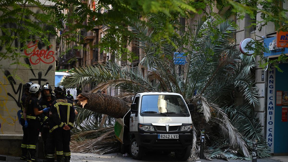 Mor una dona en caure-li a sobre una palmera al Raval de Barcelona | JORDI COTRINA