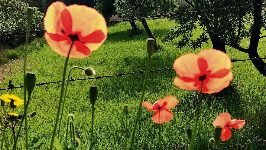 Wundervolle Blüte: Mohnblume ist auf Mallorca nicht gleich Mohnblume