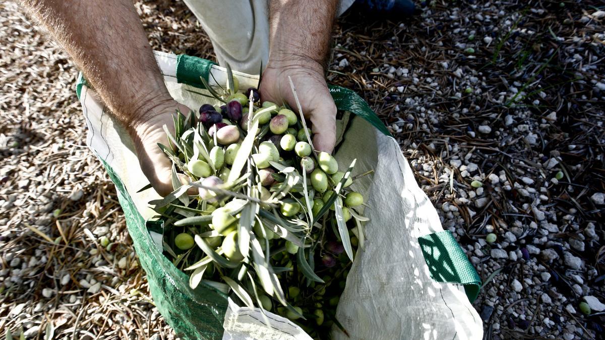 Un agricultor sostiene un puñado de aceitunas.