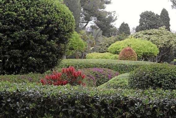 In den Jardines von Marivent: alte Bäume, organische Formschnitte und viel Grün. Ein botanischer Rundgang mit der Gartenarchitektin Erika Könn.