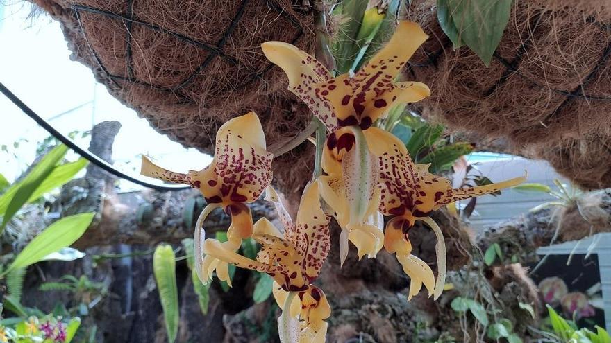 Florece en el Orquidario de Estepona una especie que desprende aroma a chocolate