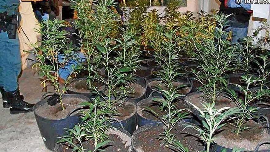 Hallan 221 plantas de marihuana en un domicilio de Montuïri