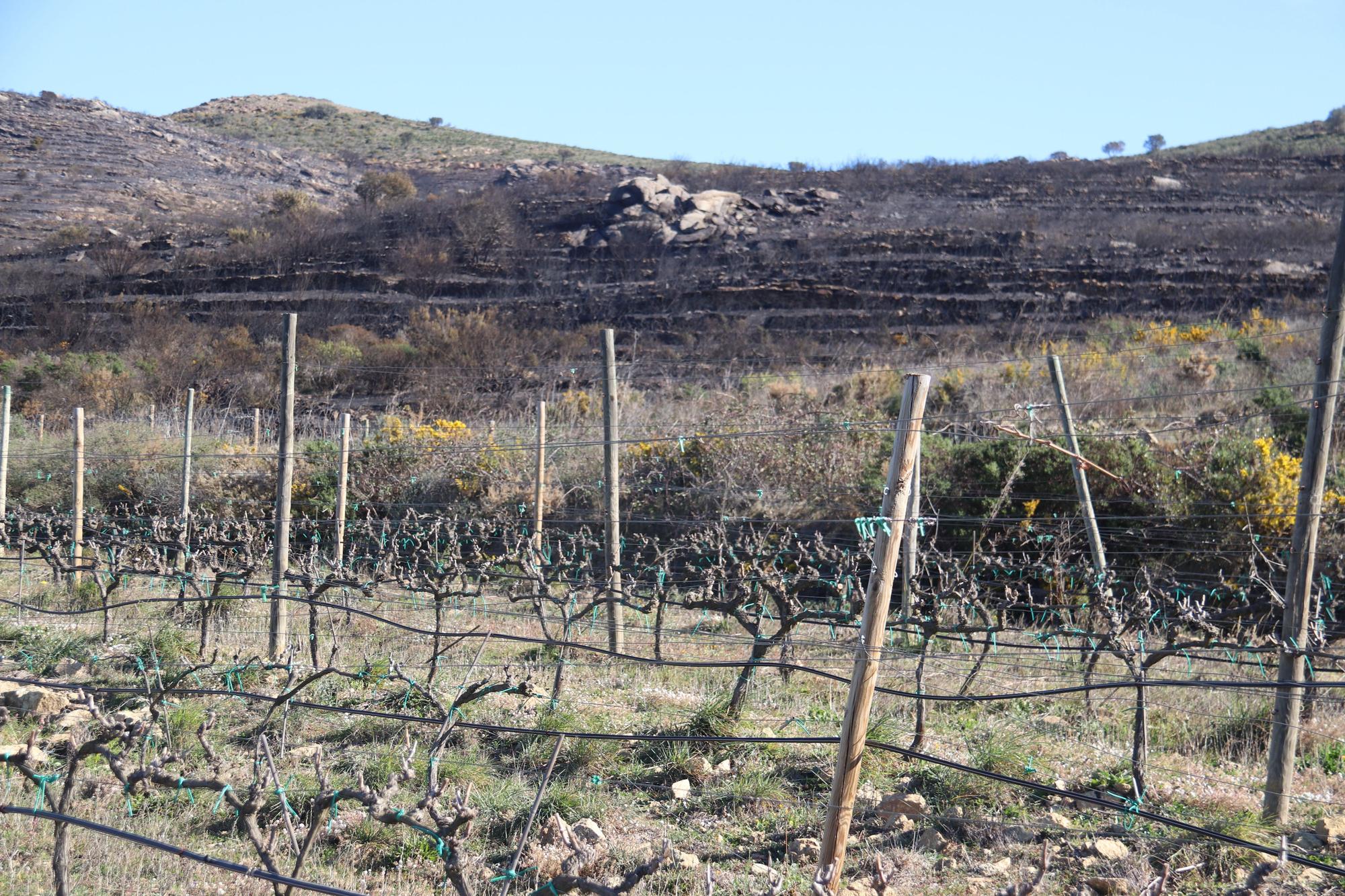 Les vinyes del Celler Espelt amb la muntanya cremada per l&#039;incendi d&#039;aquest dilluns a la nit al fons