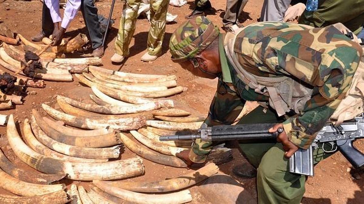 Incautación de colmillos de elefante