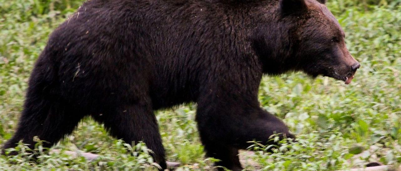 Un macho joven de oso pardo. | L. M. Arce