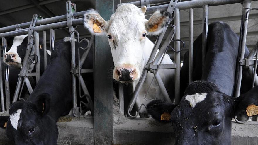 Alarma en el sector bovino por la enfermedad hemorrágica