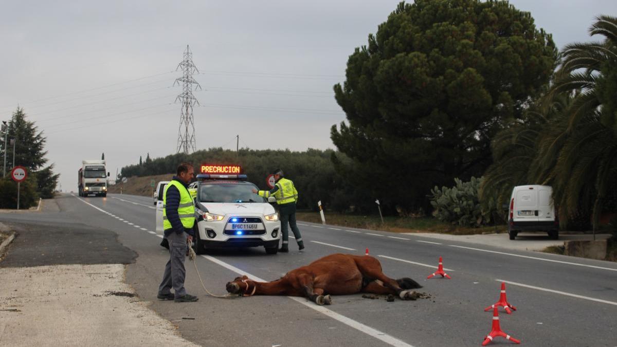 Un caballo suelto provoca un accidente en la carretera de Cabra