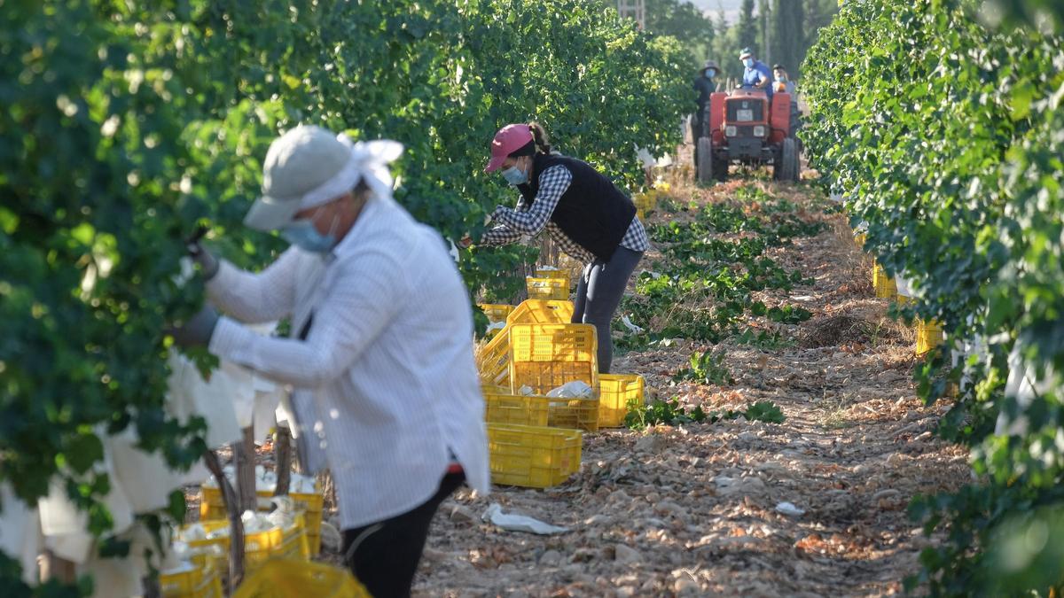 El color, el tamaño y la forma del grano son las claves para cortas la uva, que luego se limpia en el almacén para dejar homogéneo el racimo. 