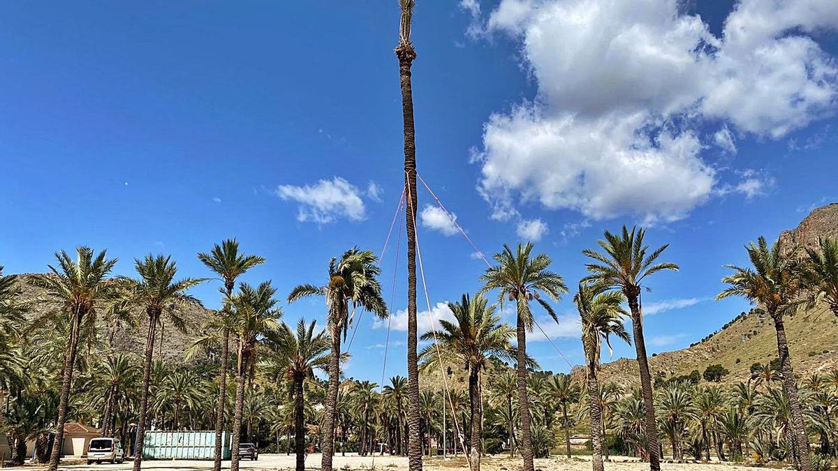 La palmera monumental «La Esperanza», antes de su tala, sobresale entre el resto del Palmeral. En la otra foto, el ejemplar antes de reubicarse.