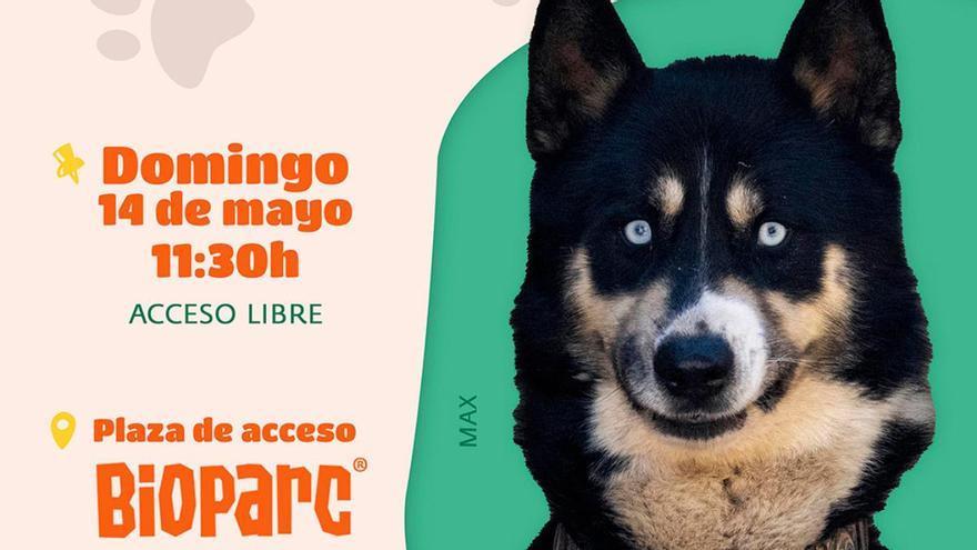 Optimista “última llamada” para el 22º Desfile de perros abandonados de A.U.P.A. y Fundación Bioparc