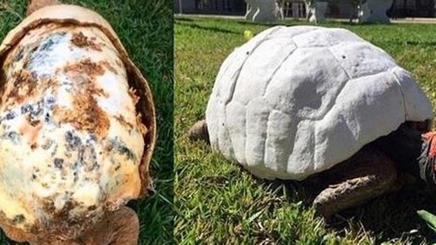 Reconstrueixen una closca en 3D per a una tortuga ferida